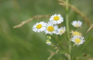 Flower with slim, white petals and yellow centers with blurry grass in the background