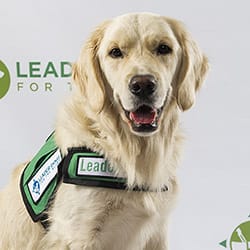 A golden retriever wearing a green canine ambassador vest