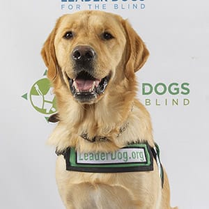A yellow lab wearing a green canine ambassador vest