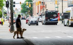 A man stands at a crosswalk on a busy street with a yellow lab in harness on his left