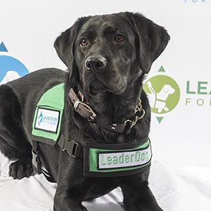 A black lab in green Leader Dog ambassador vest