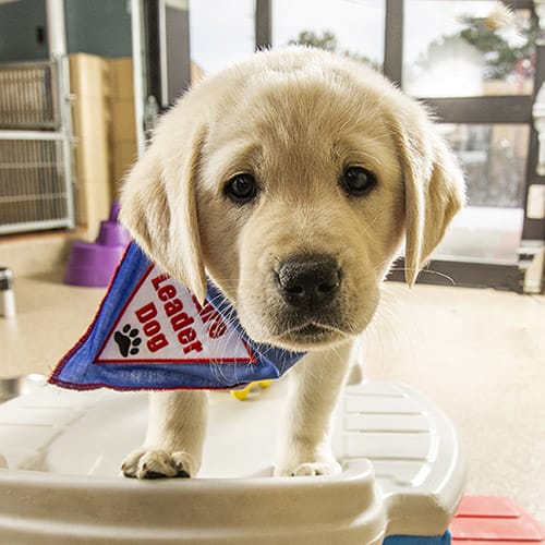 Mission, a young golden retriever and Labrador retriever cross, looks straight into the camera. She is wearing her blue Future Leader Dog bandana