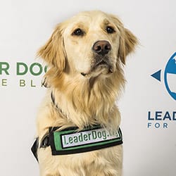 A golden retriever in green Leader Dog ambassador vest