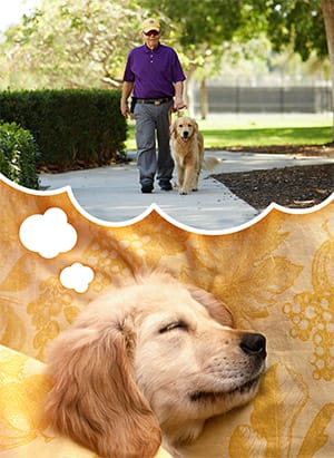 A Golden Retriever puppy dreaming of an owner
