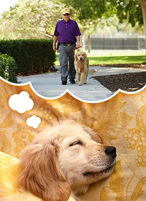 golden puppy dreaming A Golden Retriever puppy dreaming of an owner