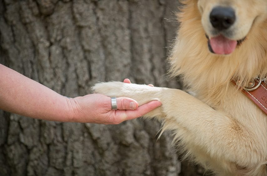 Photo of a golden retriever whose face is only partly visible with its paw resting in a person's hand. Only the person's hand and forearm are visible