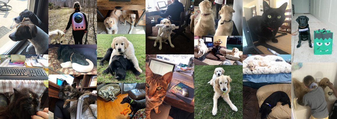 A collage of images of cats and dogs that belong to Leader Dog team members. The pets are doing a variety of things such as lounging near computers while team members work, walking outdoors, staring into the camera, or getting a bath