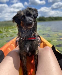 Gryf, a Pyrnenean Shepherd, sits in the front of a kayak looking toward the camera.