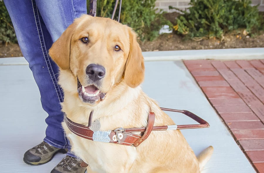 A yellow lab in leather Leader Dog harness sits on a sidewalk looking up at the camera. Its mouth is open as if smiling. The legs of the person standing behind and holding the dog's leash are visible.
