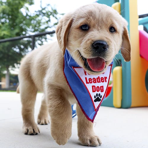 Go to Benton: A young yellow lab/golden retriever puppy wearing a blue Future Leader Dog bandana