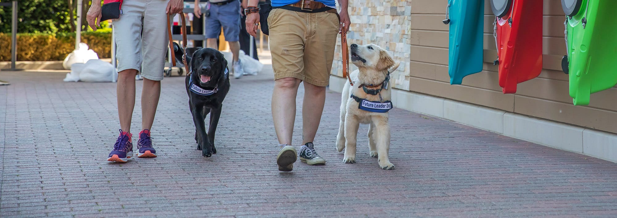 A young black lab and a young golden retriever in blue Future Leader Dog vests walk down a stone-lined road with people visible holding their leashes from the waist down.