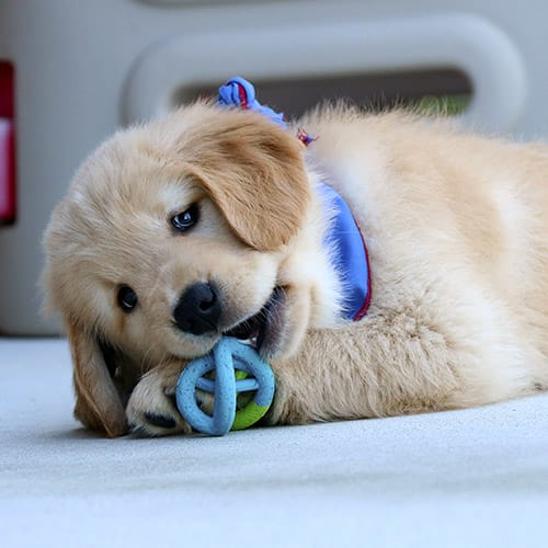 A young golden retriever puppy lies on a light colored surface. Her face is turned toward the camera while she chews in a twisty blue dog toy