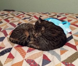 Two brown and black cats are curled around each other, napping on a quilt on a bed.