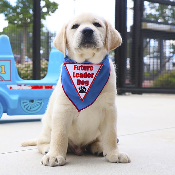 Go to Papi: A young yellow lab sits, looking directly at the camera. He is wearing a blue Future Leader Dog bandana