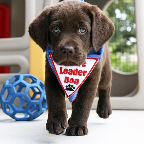Go to Sequoia: A young chocolate lab puppy walks toward the camera. She is wearing a blue Future Leader Dog bandana