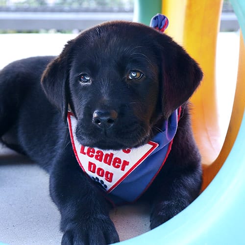 Go to Thea: A young black lab puppy lies does, looking at the camera and wearing a blue Future Leader Dog bandana