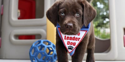 A young chocolate lab puppy walks toward the camera. She is wearing a blue Future Leader Dog bandana.