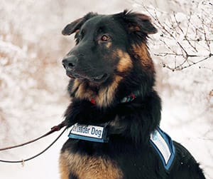 Azir, a fluffy German shepherd, sits outdoors with a wintery background behind him. He is looking off to the side and wearing his blue Future Leader Dog vest. His ears flop to the side.