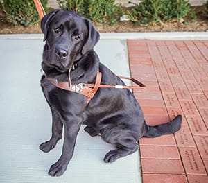 An adult black lab sits on a sidewalk. He is wearing a Leader Dog harness and looking at the camera with a serious face.
