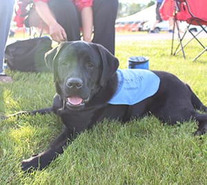 A black lab lies on grass with a blue Future Leader Dog vest on. He is looking at the camera with his mouth slightly open. People seated in lawn chairs can be seen in the backgound.