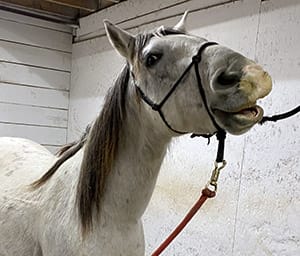 Photo of Uni, a white-gray horse with a gray mane. He is looking toward the camera and standing in a stall.
