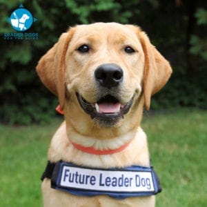 Yellow lab Future Leader Dog