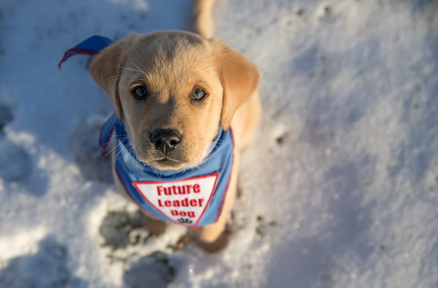 A young yellow lab puppy sits in the snow, looking up toward the camera and wearing a blue Future Leader Dog bandanna.