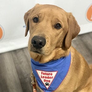 Legacy is sitting in front of a Leader Dog photo backdrop (white with the Leader Dog logo repeated in blue, orange and green). He looks like an adult dog and is still a reddish yellow color. He's wearing the blue Future Leader Dog bandana and looking up at the camera with a serious face.
