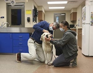 A man and a woman, both wearing blue surgical masks, kneel on the floor in the vet clinic on Leader Dog's campus. They are on either side of an adult yellow lab. The man is using a tool to examine the dog's left ear.