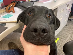 A black shepherd/lab cross looks up into the camera with his chin in someone's hand