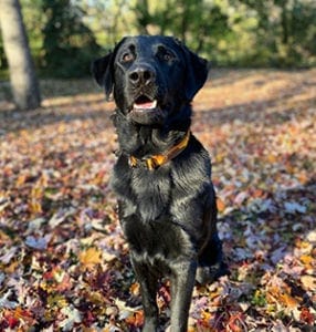A black shepherd/lab cross sits on fall leaves outdoors