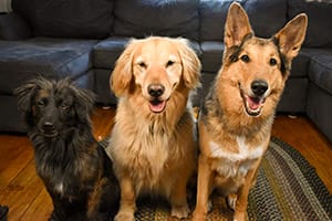 A small longhaired dog, a golden and shepherd sit in a row facing the camera