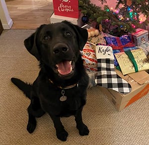 A black shepherd/lab cross sits by a pile of Christmas presents