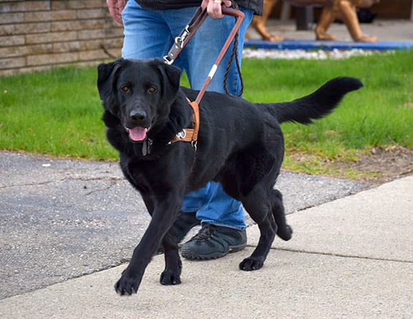 A black shepherd/lab cross walks in Leader Dog harness with a person visible from the waist down