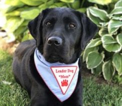 Black lab in blue Leader Dog Mom bandana lies in grass with plants behind