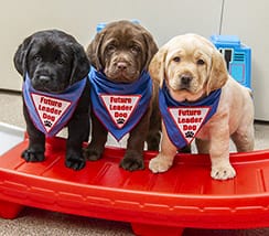 Three lab puppies, one black, one chocolate and one yellow, stand facing forward. All are wearing blue Future Leader Dog bandannas.