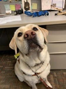 A close-up of a yellow Labrador retriever sitting in front of a beige desk in the Leader Dog offices. He is wearing a brown leather harness and a leather leash. His eyes are dark, his nose is brownish-pink and he has a large dark spot under his nose to his mouth that looks like a moustache.