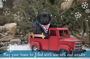 Holiday card with black lab puppy in vintage red truck model with pine tree behind. Text at bottom of card reads "May your home be filled with warmth and wonder."