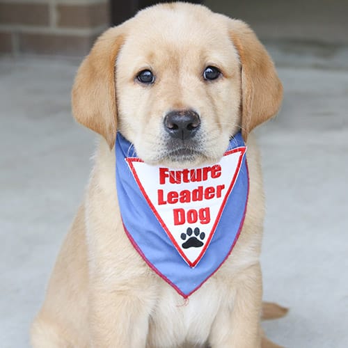 Young yellow lab golden cross puppy with blue Future Leader Dog bandanna looking at camera in a sit