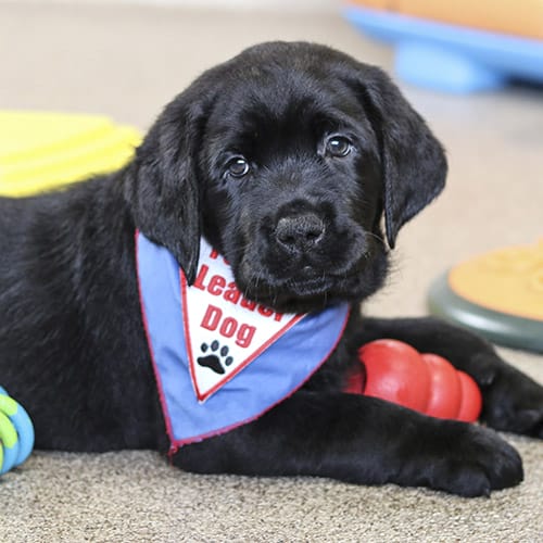 Young black lab lying on a brownish floor with a red KONG toy between its paws. He is wearing a blue Future Leader Dog bandanna and looking toward the camera.