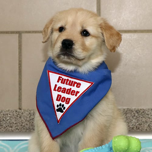 Young golden retriever puppy with blue Future Leader Dog bandanna