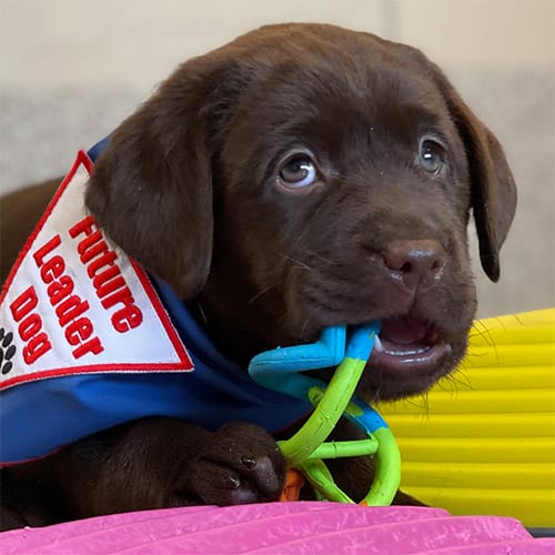Young chocolate lab with a toy in her mouth. She is wearing a blue Future Leader Dog bandanna.