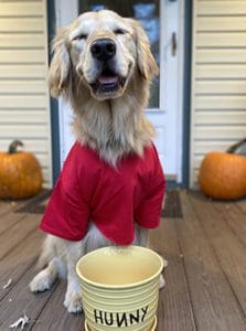 Golden retriever in a red t-shirt in front of a yellow pot that reads "Hunny" in black lettering across it