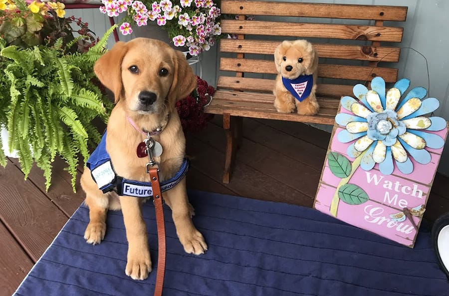 A young yellow lab/golden retriever cross sits on a porch in a too-big blue Leader Dog vest. Behind the puppy is a bench with a plush dog in a blue Future Leader Dog bench. To the right is a pink sign with a flower design. It reads: watch me grow.