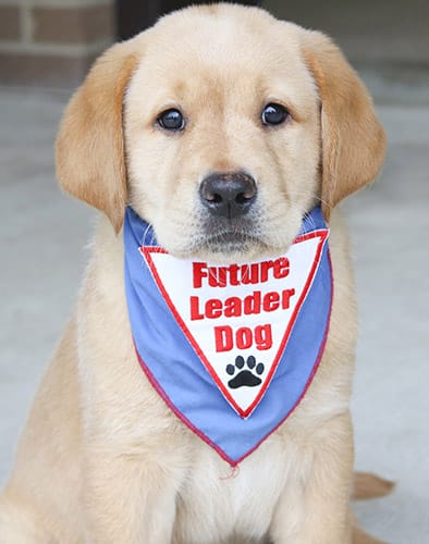Young yellow lab golden cross puppy with blue Future Leader Dog bandanna looking at camera in a sit