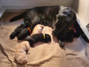 Black lab lying on a tan blanket surrounded by yellow and black lab newborn puppies