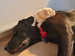 Adult black lab lying on its side with a young yellow lab puppy lying on the adult's neck