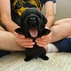 A person whose face isn't visible holds a very young black lab puppy whose tongue is out and eyes are closed. The puppy is faced toward the camera as if standing