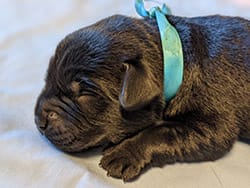 Closeup of a newborn black lab puppy with a blue ribbon around its neck