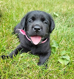 Black lab puppy lying in grass with its tongue out looking at the camera
